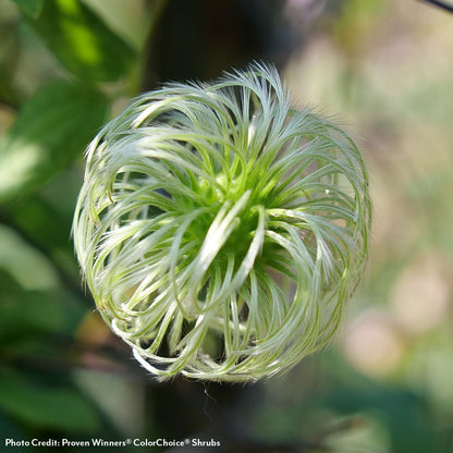 Clematis Funyella®