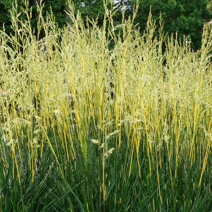 Festuca 'Glow Sticks' Ornamental Tall Fescue