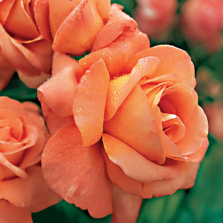 Outrageous Floribunda Rose