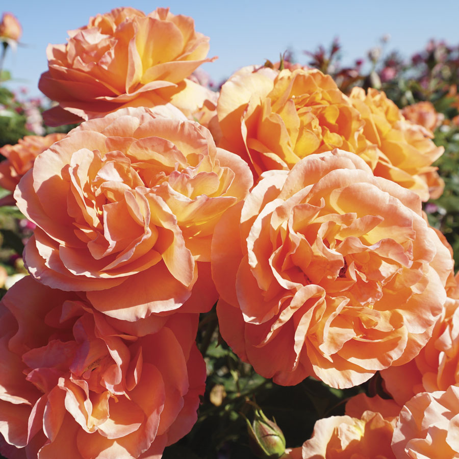 Outrageous Floribunda Rose