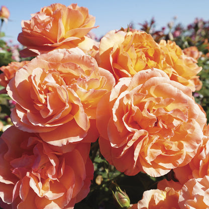 Outrageous Floribunda Rose