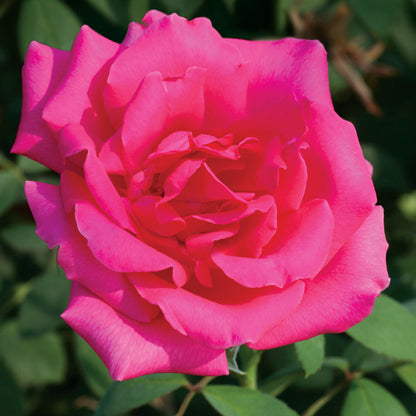 Astounding Glory Hybrid Tea Rose