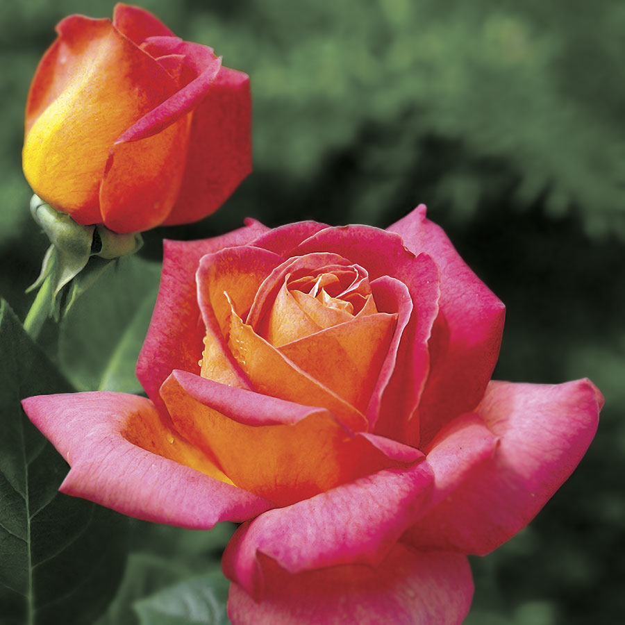 Jackson & Perkins Summer Nights Hybrid Tea Rose