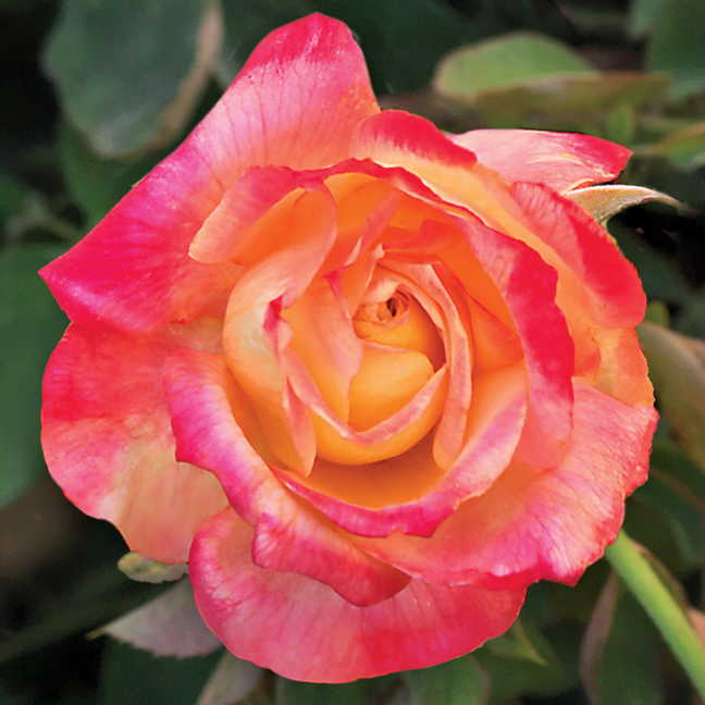 Jackson & Perkins Summer Nights Hybrid Tea Rose - Thumbnail 2