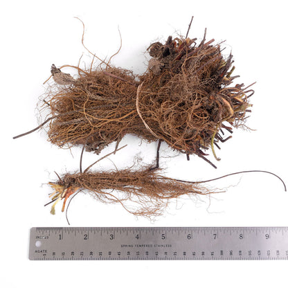 Fragaria 'Jewel' Strawberry