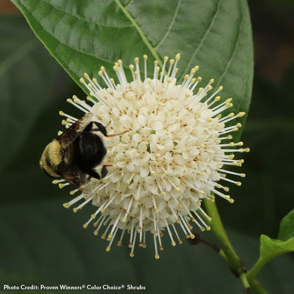 Cephalanthus Sugar Shack® 2.0 Dwarf Buttonbush