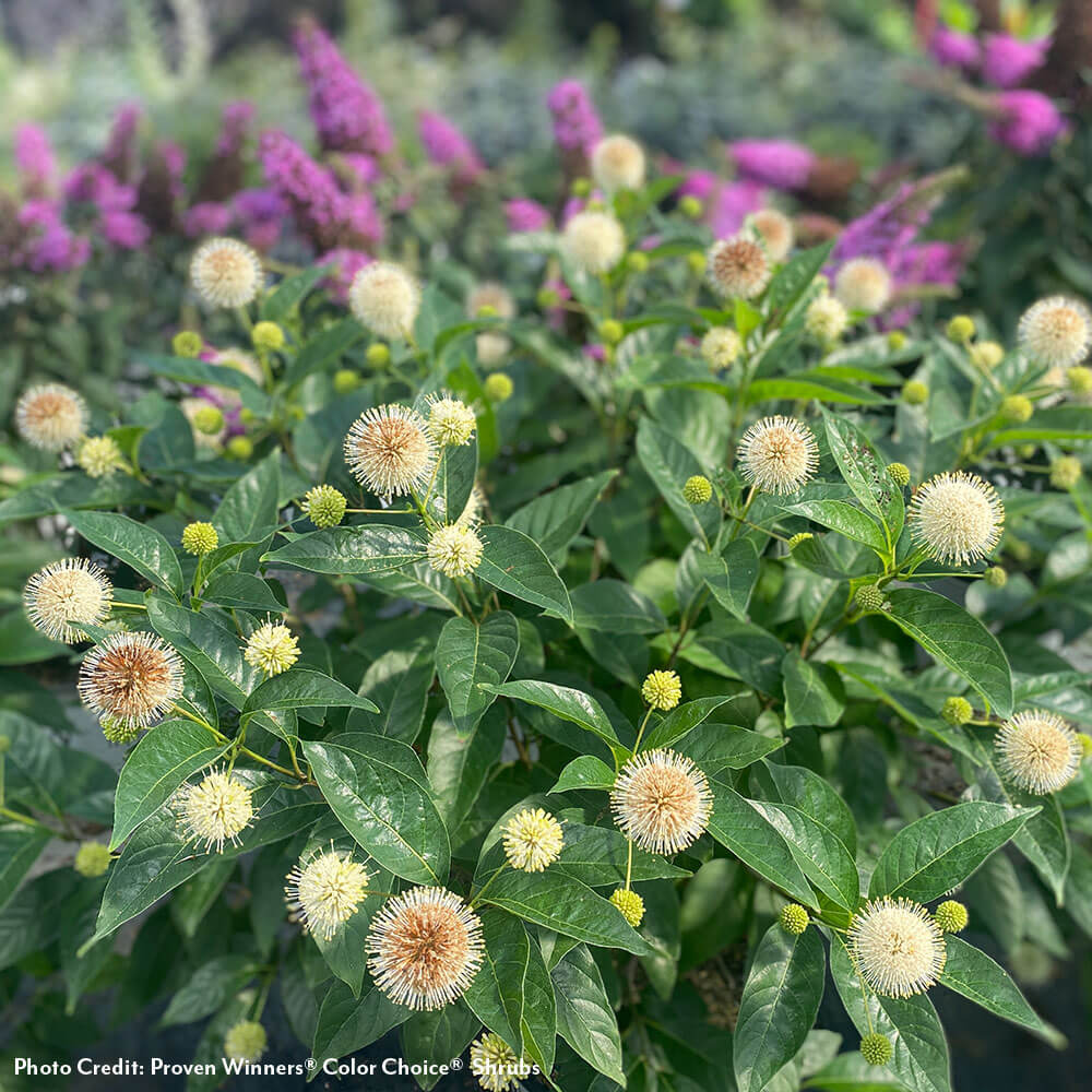 Cephalanthus Sugar Shack® 2.0 Dwarf Buttonbush