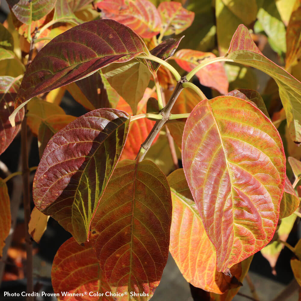 Cephalanthus Sugar Shack® 2.0 Dwarf Buttonbush
