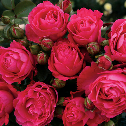 Fiji™ Eleganza® Hybrid Tea Rose