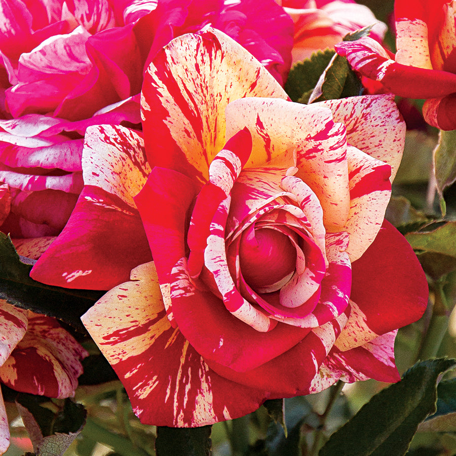 Park Seed Daring Spirit Hybrid Tea Rose