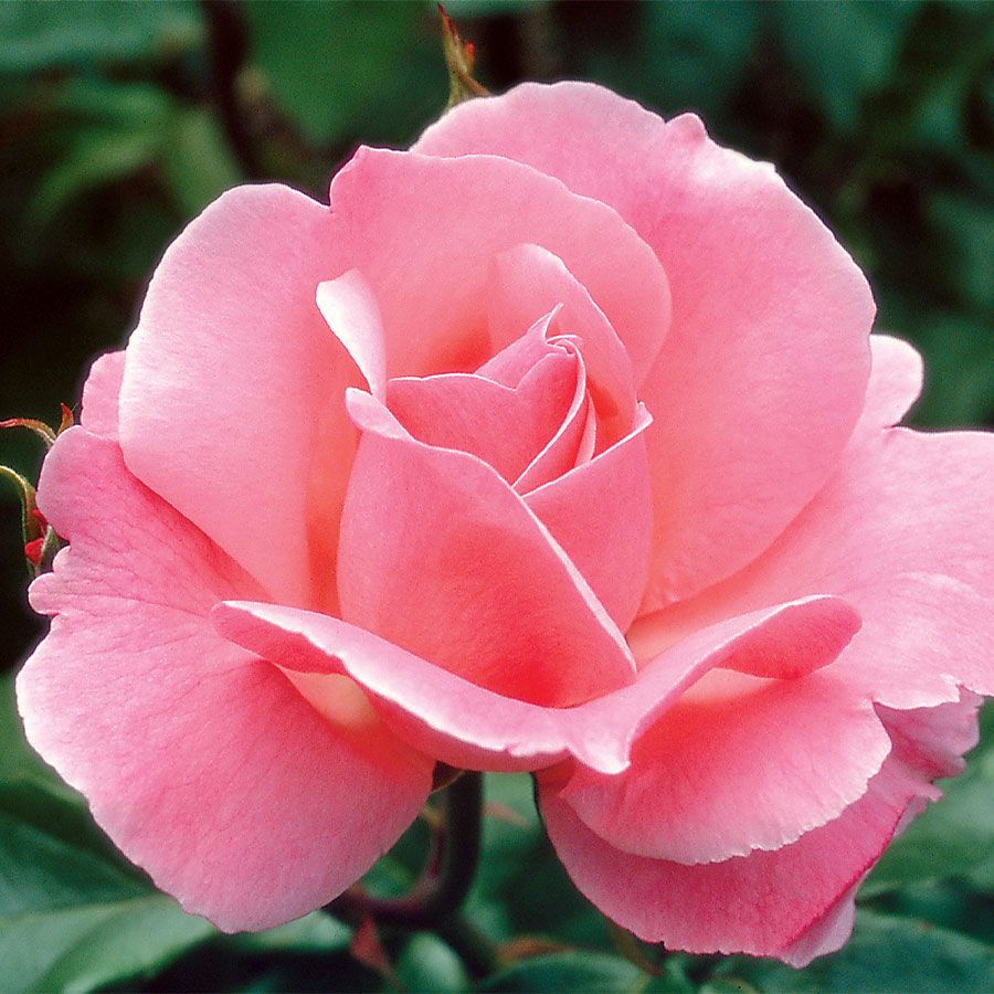 Queen Elizabeth Grandiflora Rose