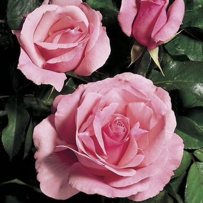 Queen Elizabeth Grandiflora Rose
