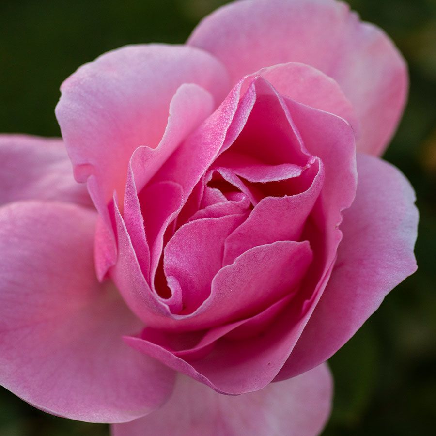 Queen Elizabeth Grandiflora Rose