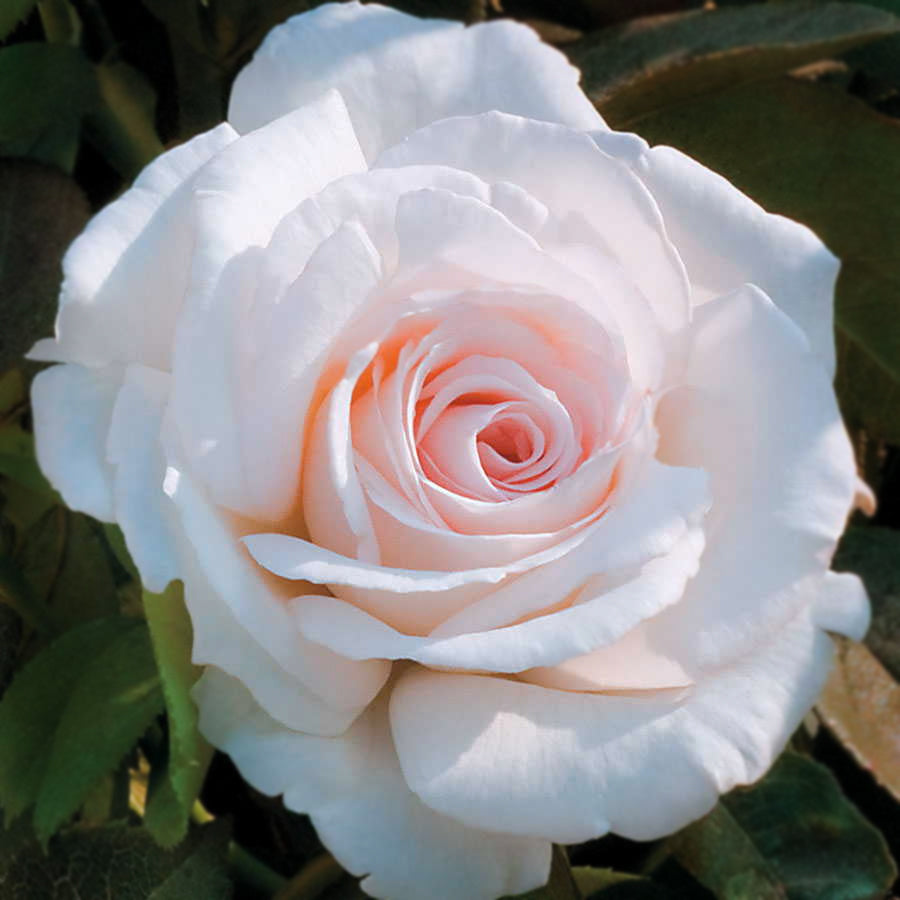Park Seed Clouds of Glory Hybrid Tea Rose - Thumbnail 2