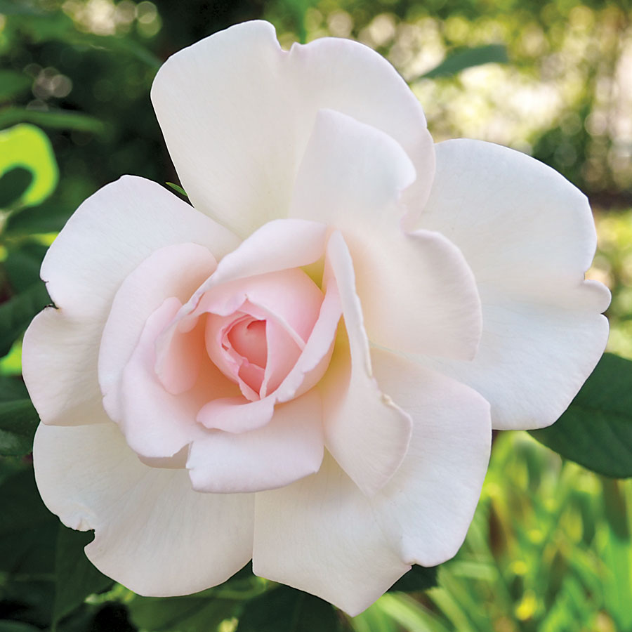 Park Seed Clouds of Glory Hybrid Tea Rose