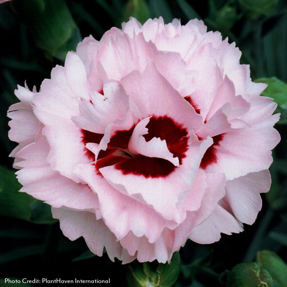 Dianthus Scent First® Compact Raspberry Surprise – Park Seed