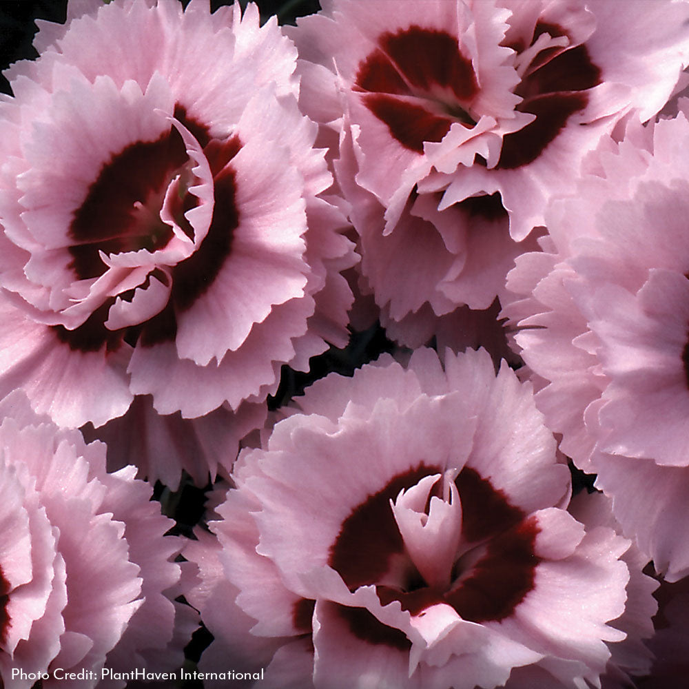 Dianthus Scent First® Compact Raspberry Surprise