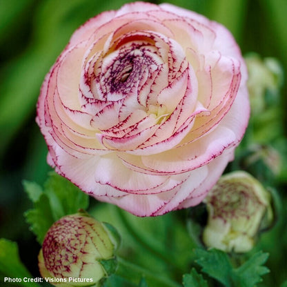 Ranunculus Double Cappuccino Buttercup Bulbs