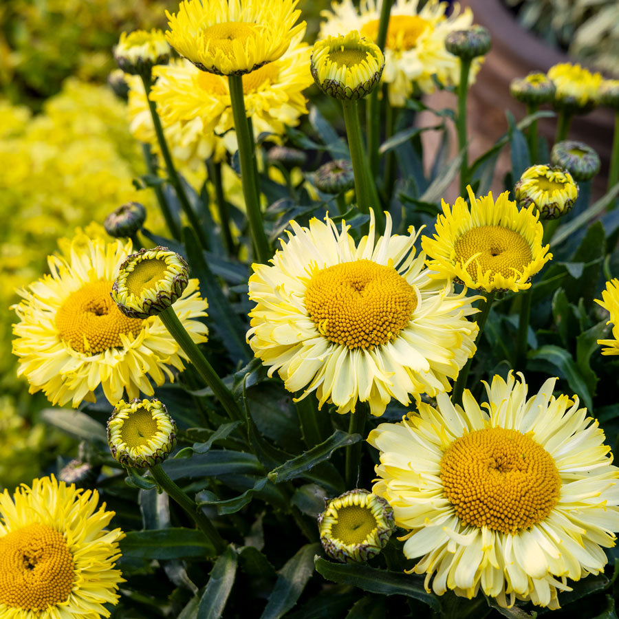 Shasta Daisy Seeds & Plants – Park Seed