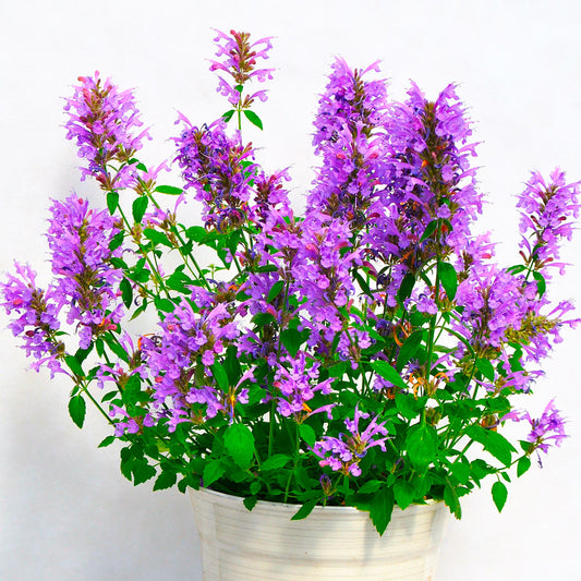 Agastache Sunrise™ Blue Hyssop