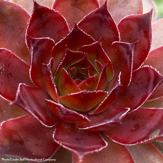 Sempervivum Chick Charms® Cherries Jubilee™ Hens & Chicks