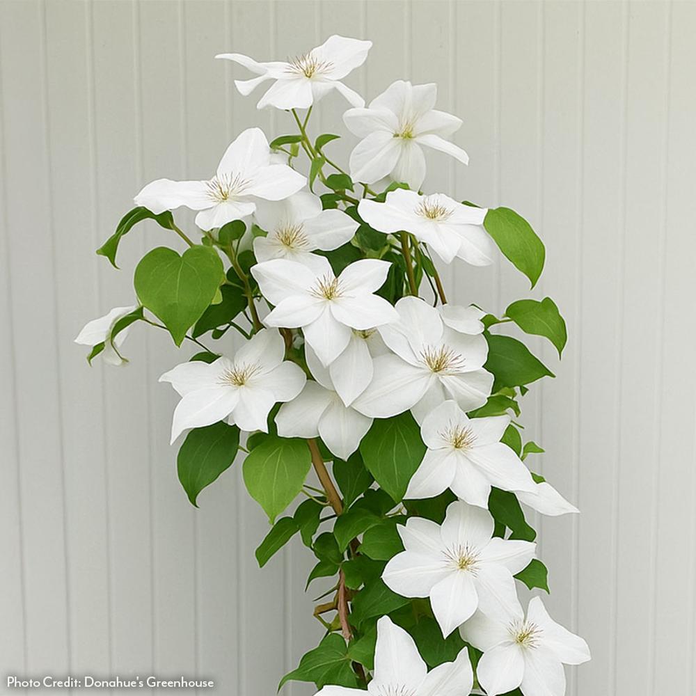 Clematis Guernsey Flute™