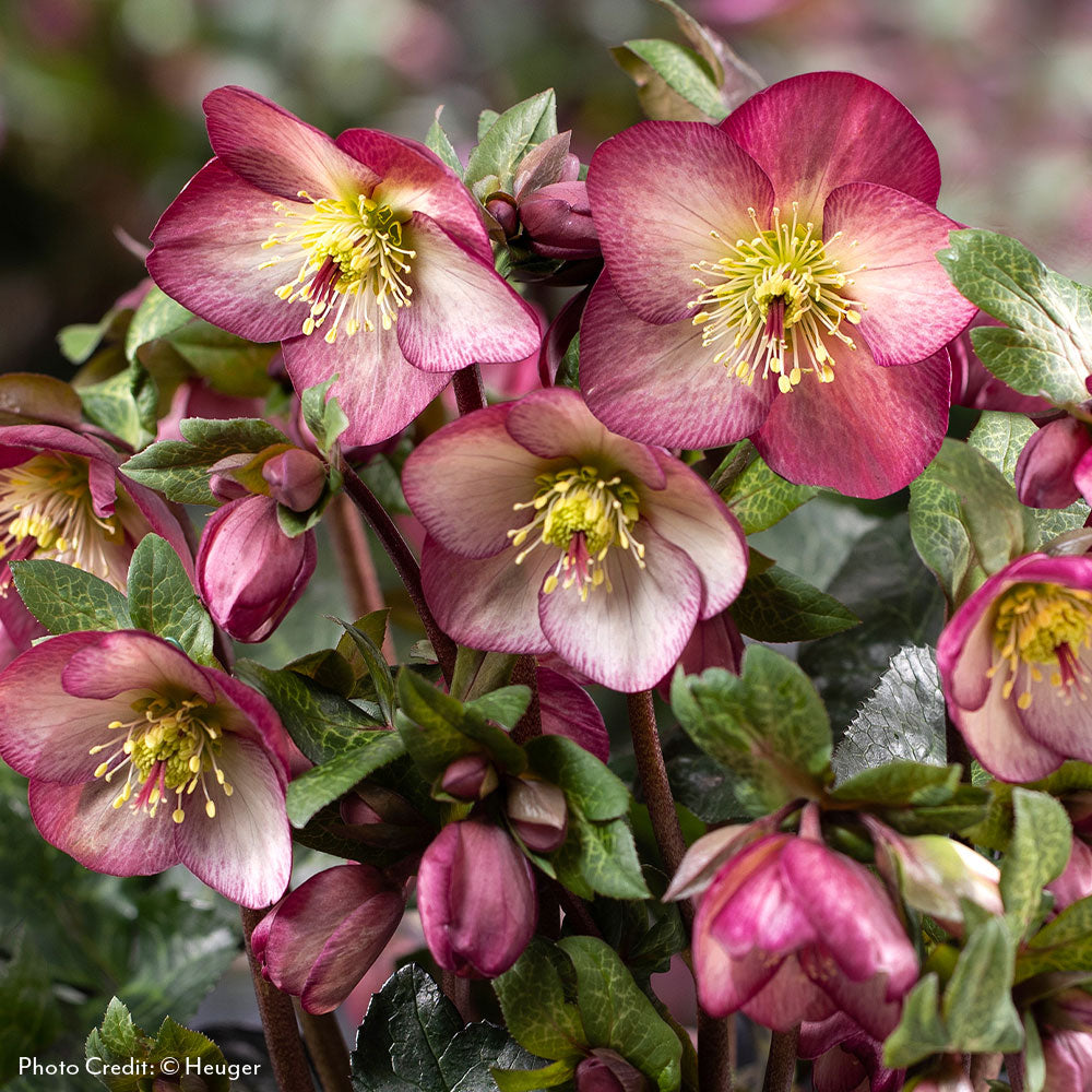 HGC Helleborus Ice N' Roses Hellebore - Thumbnail 5