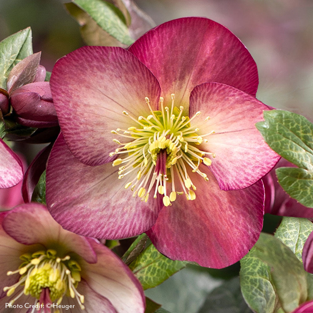 HGC Helleborus Ice N' Roses Hellebore