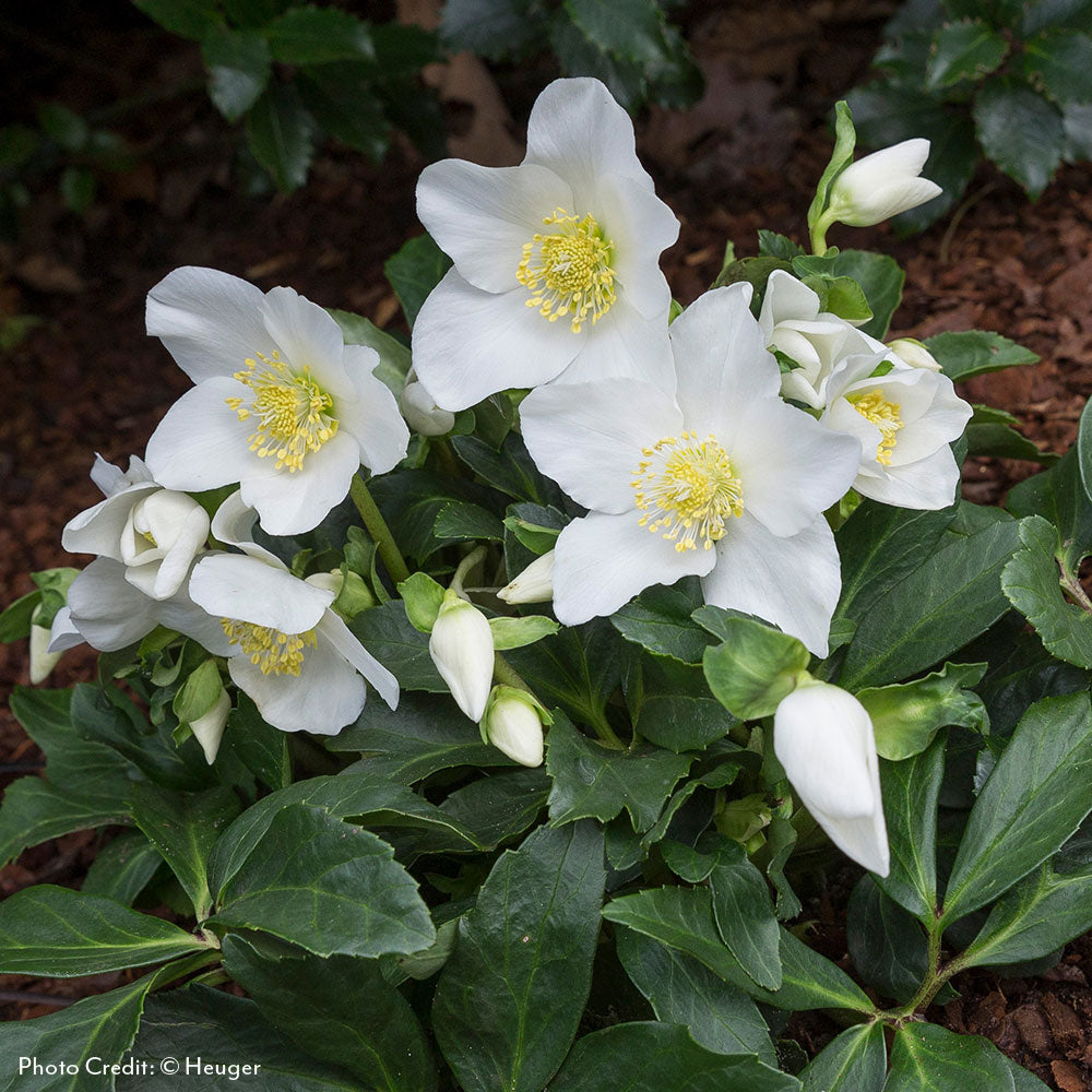 Helleborus HGC®Joel Hellebore