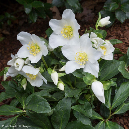 Helleborus HGC®Joel Hellebore
