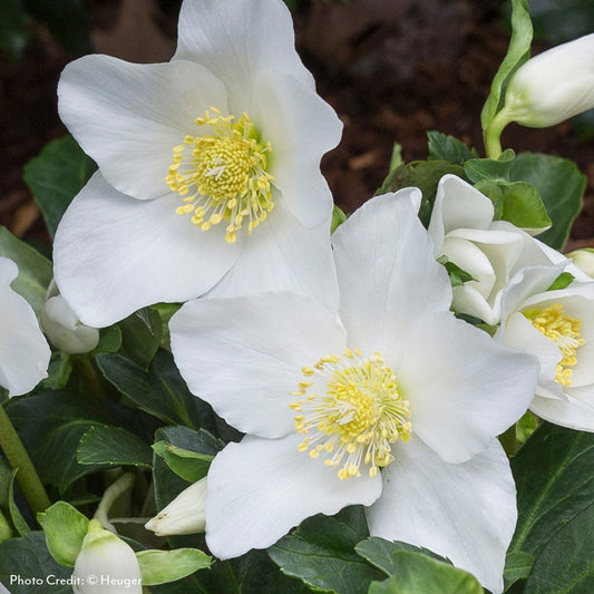 Helleborus HGC®Joel Hellebore