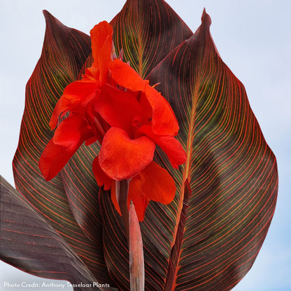 Canna Tropicanna® Hot Tamale Canna Lily Bulb