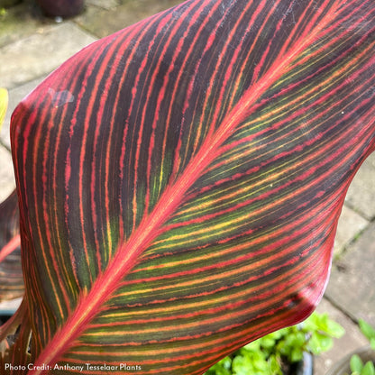 Canna Tropicanna® Hot Tamale Canna Lily Bulb