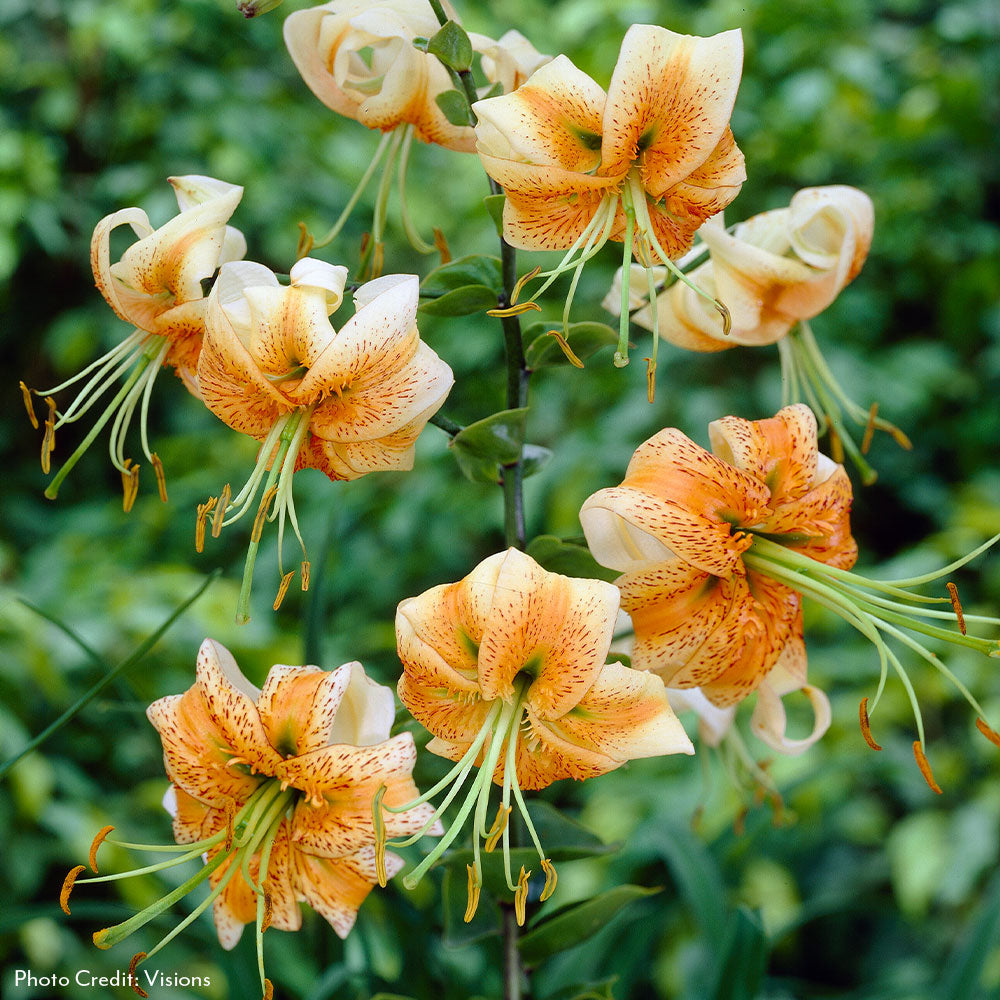 Lily Plant Bulbs | Lilium – Park Seed