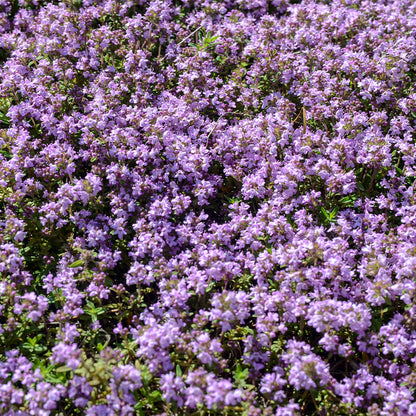 lavender thyme plant Thymus 'Elfin' Creeping Thyme – Park Seed