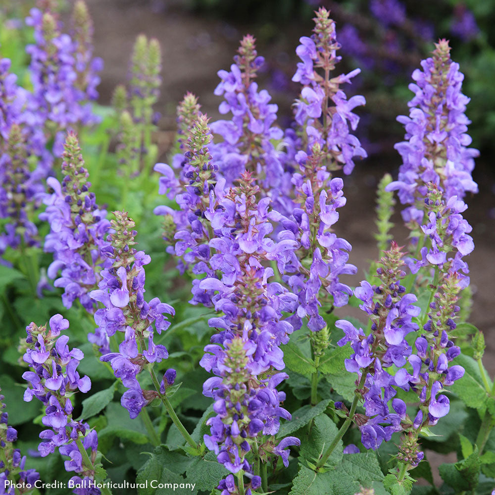 Salvia Sky Blue Marvel flowers drawing pollinators in a sunny garden bed