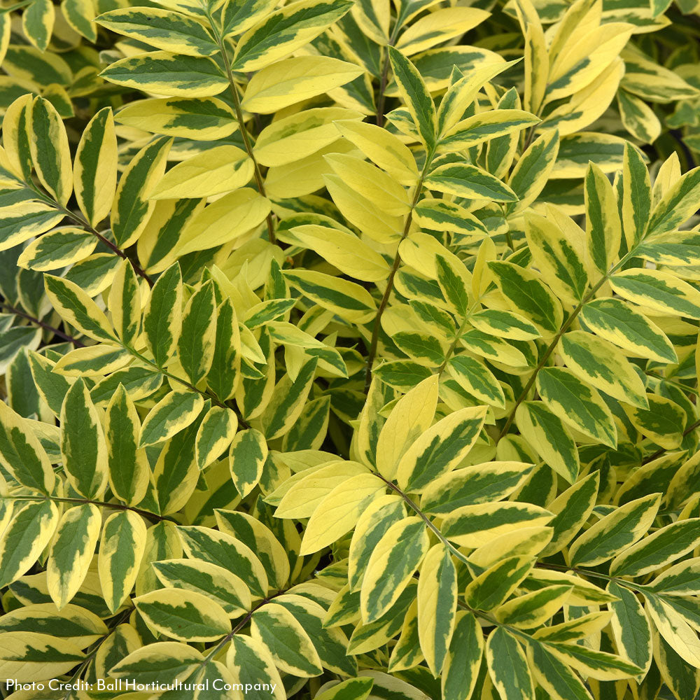 Park Seed Polemonium Golden Feathers - Thumbnail 3