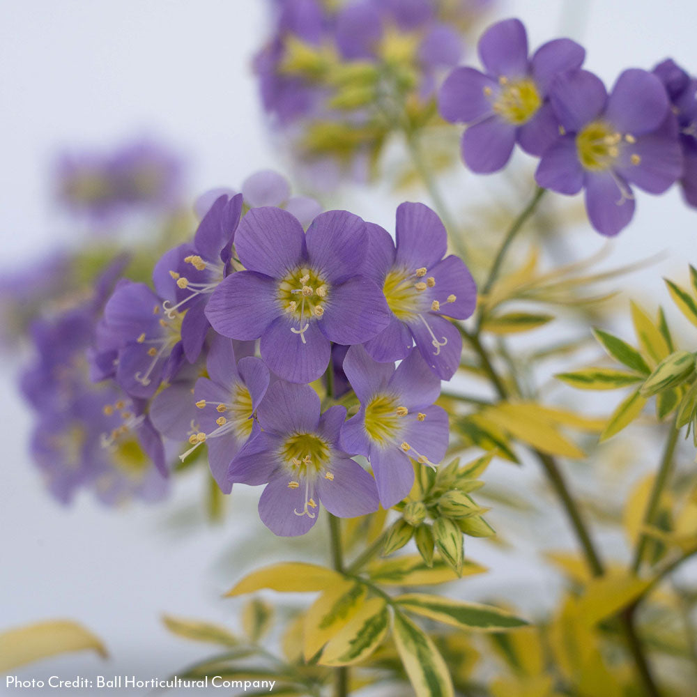 Polemonium 'Golden Feathers' Jacob's Ladder