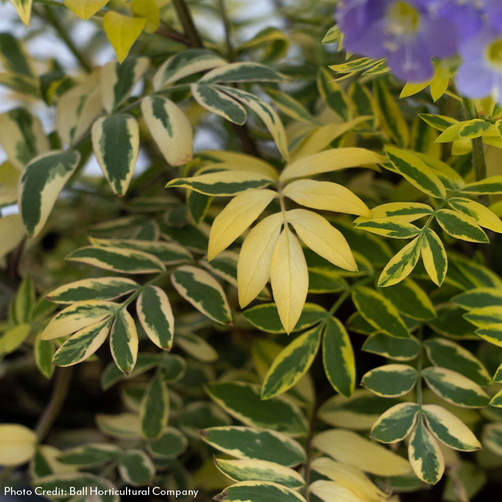 Park Seed Polemonium Golden Feathers - Thumbnail 4