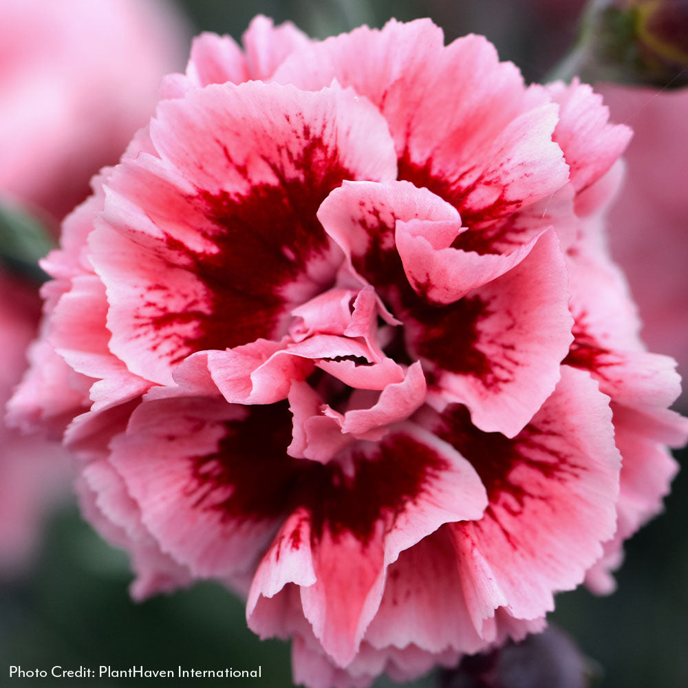 Dianthus Scent First® Sugar Plum
