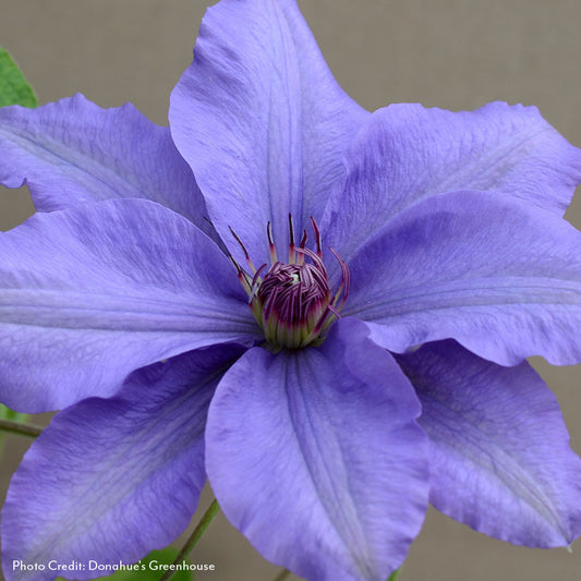Clematis Parisienne