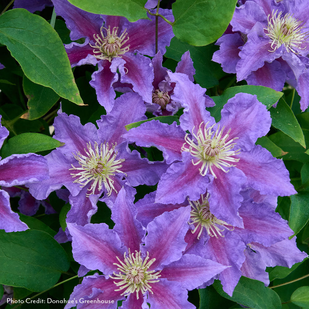 Clematis Baroness Fookes™