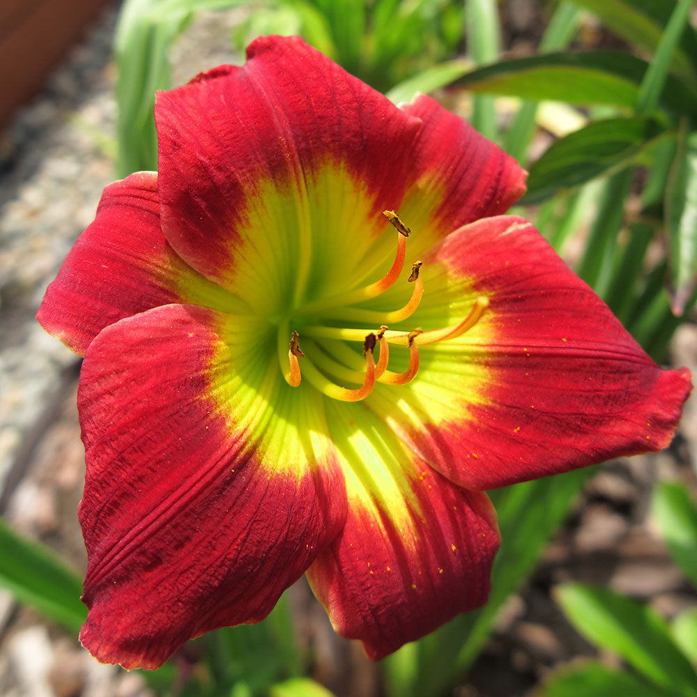 Hemerocallis 'Christmas Time' Daylily