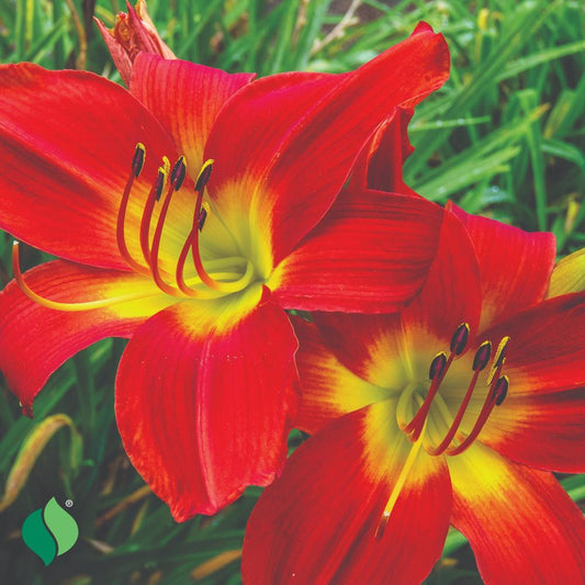 Hemerocallis 'Christmas Time' Daylily