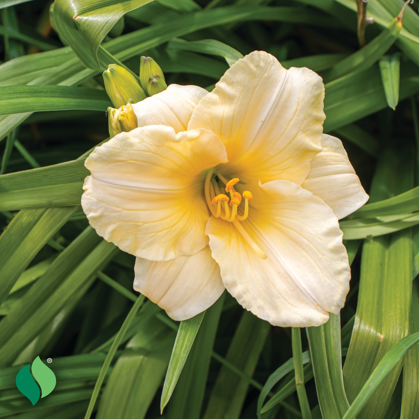 Hemerocallis Everydaylily® Cream® Daylily