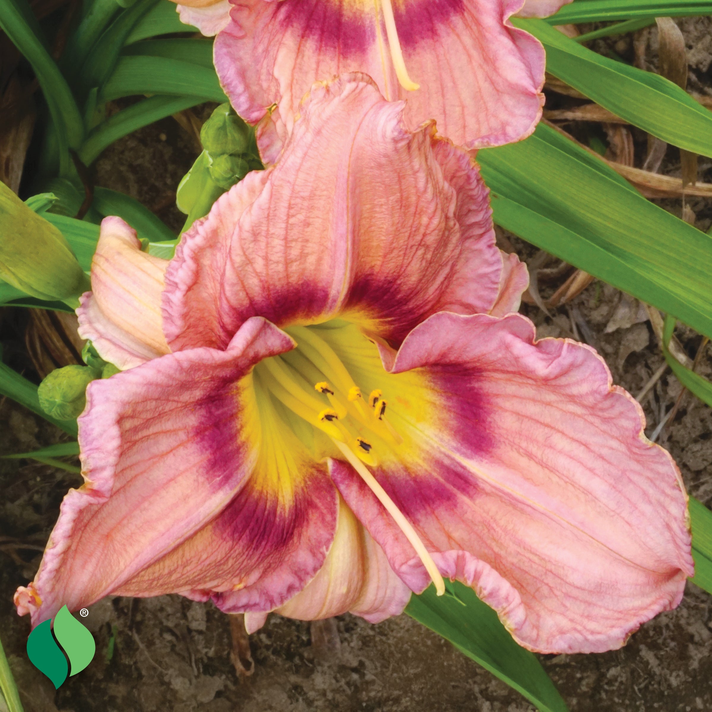 Park Seed Hemerocallis BellaBoo Daylily