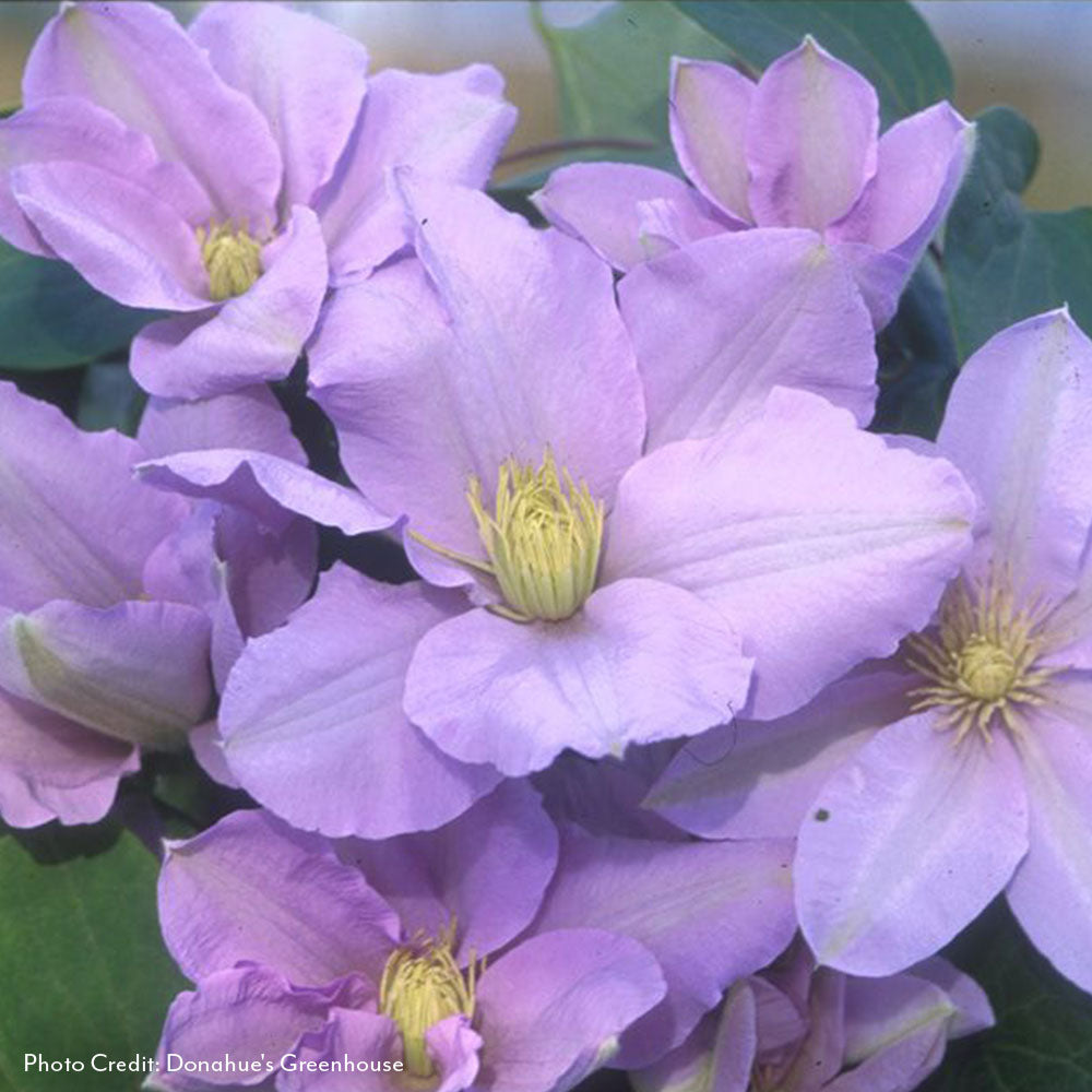 Clematis 'Silver Moon'
