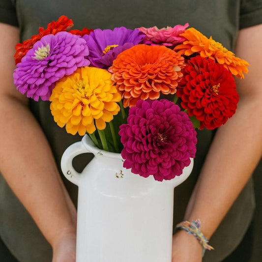 Park's Picks Zinnia Seed Collection