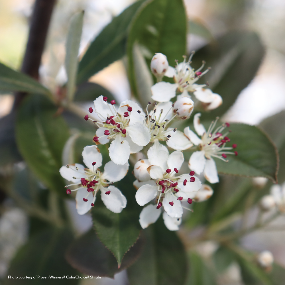 Aronia Berry Scape® Red Aronia