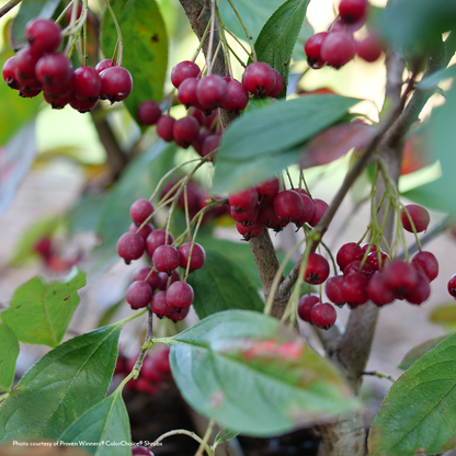 Aronia Berry Scape® Red Aronia